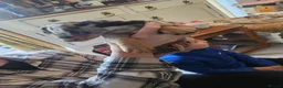 Jackshund dogs for sale: Jack russle x dachshund in Witney - Advert 8