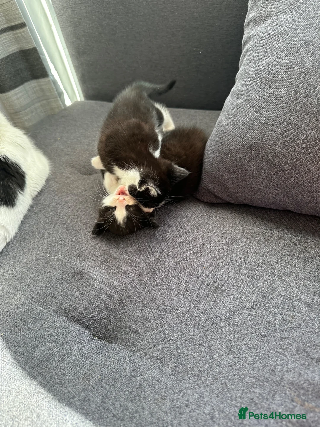 Mixed Breed cats for sale: Fluffy kittens  - Advert 1