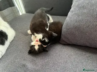 Mixed Breed cats Fluffy kittens - Advert 17