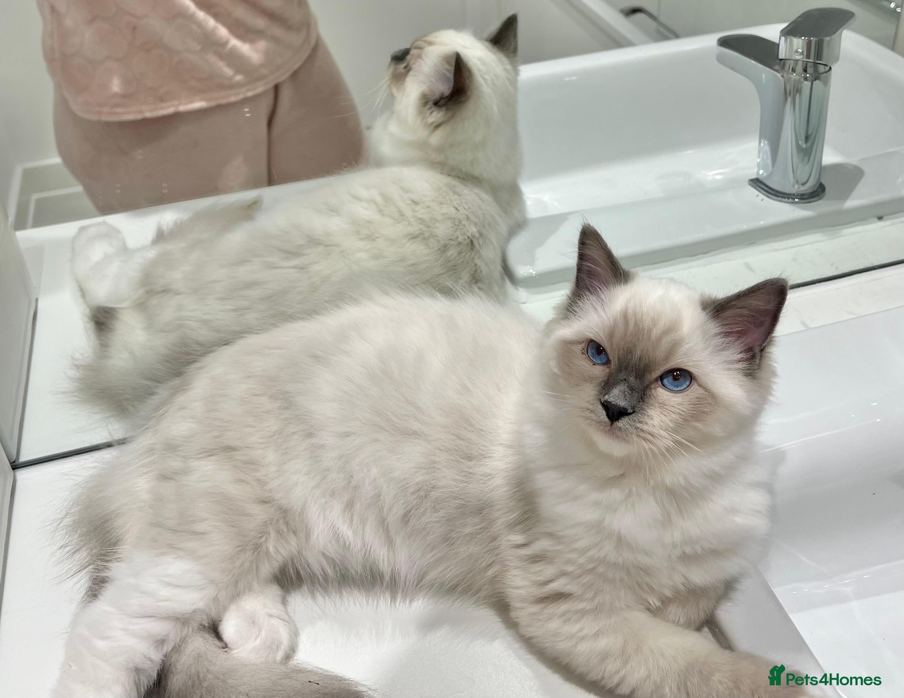 Ragdoll cats TICA RARE ENTIRE MALE! BLUE POINT MIT CHAMP BLOOD - Advert 14