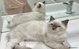 Ragdoll cats for sale: TICA RARE ENTIRE MALE! BLUE POINT MIT CHAMP BLOOD - Image 1