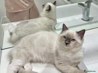 Ragdoll cats - Advert 2