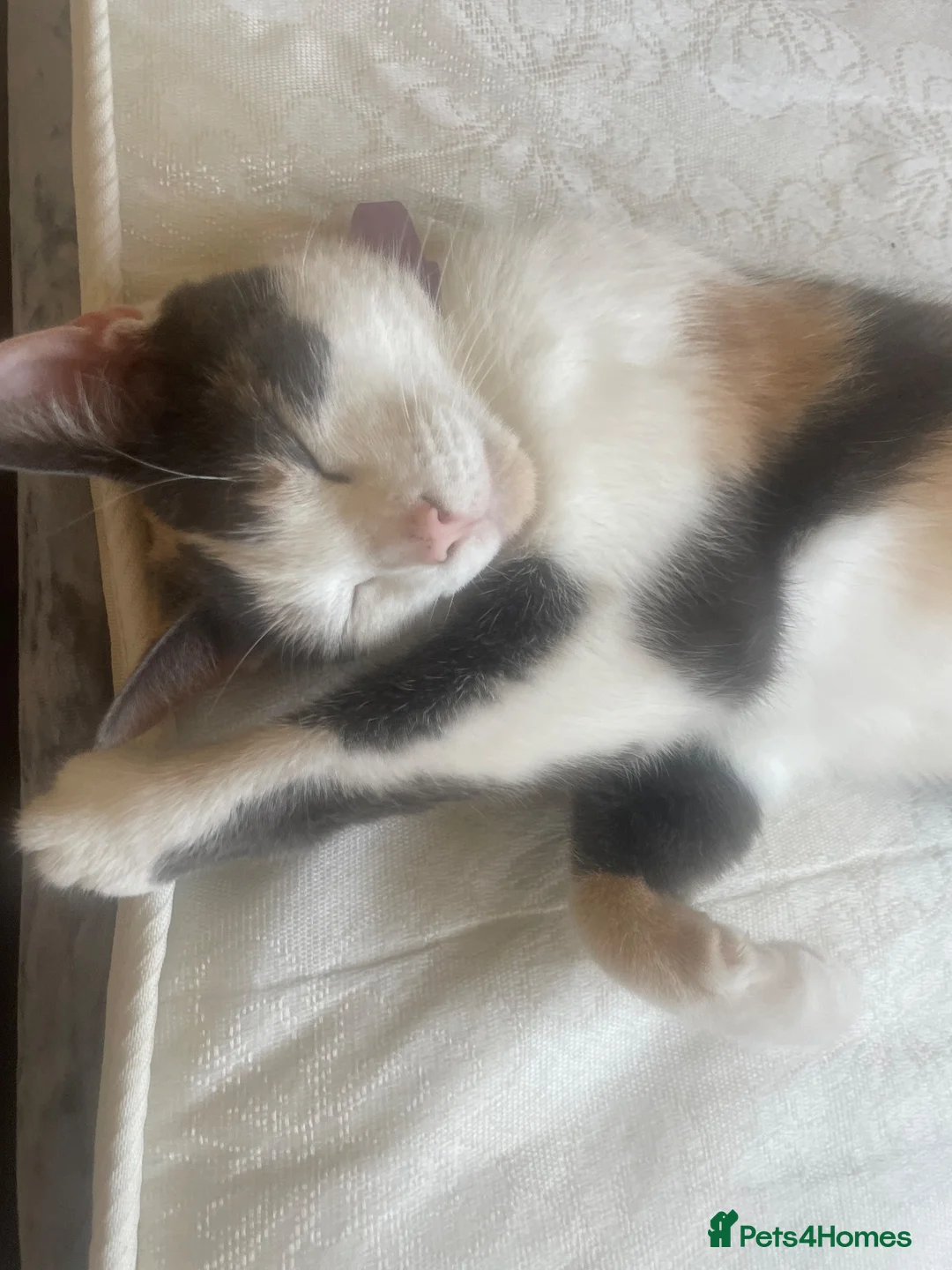 Mixed Breed cats for sale: Beautiful mixed American Kittens  - Advert 29