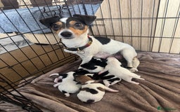 Jack Russell dogs for sale: Jack Russell Puppies - Image 8