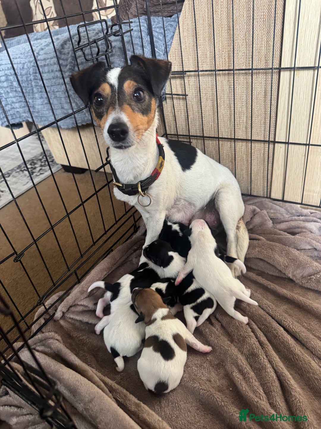 Jack Russell dogs for sale: Jack Russell Puppies - Image 8