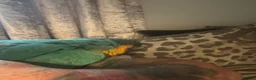 Macaws birds for sale: Macaw blue & gold  - Advert 6