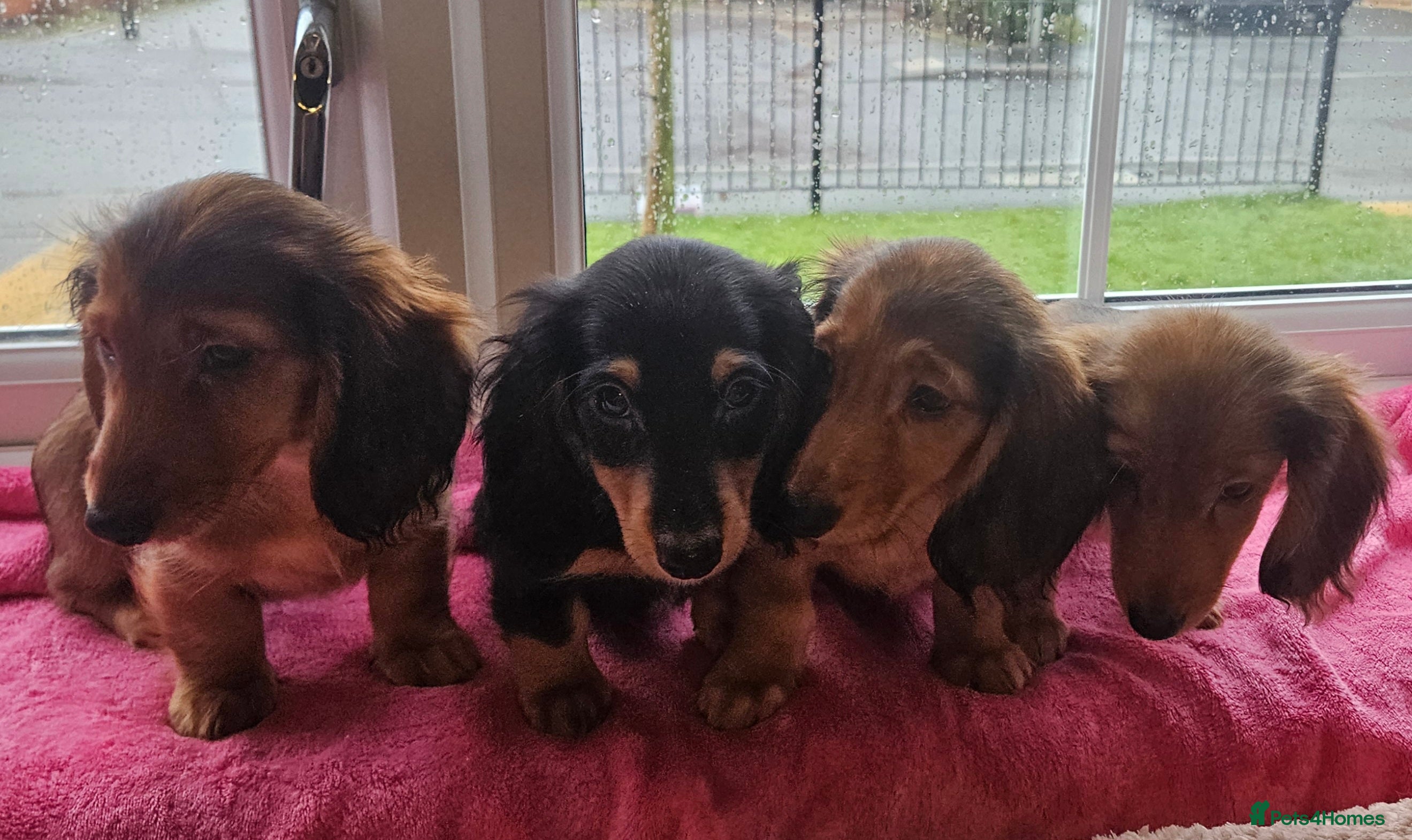 Miniature Dachshund dogs Ready now 🩵🩵🩵🩷 - Advert 17