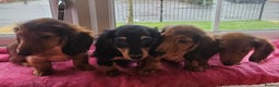 Miniature Dachshund dogs for sale: Ready now 🩵🩵🩵🩷 - Advert 2