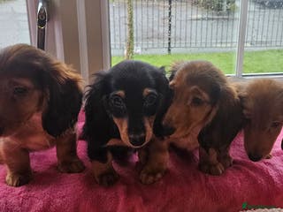Miniature Dachshund dogs Ready now 🩵🩵🩵🩷 - Advert 17