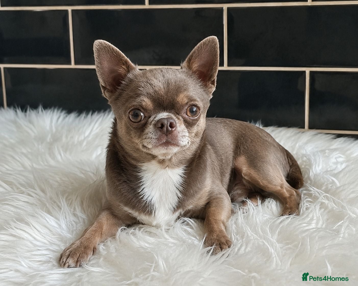 Chihuahua dogs KC reg-Health tested-PROVEN  - Advert 1