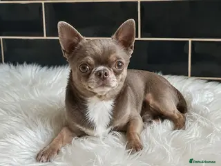 Chihuahua dogs KC reg-Health tested-PROVEN - Advert 14