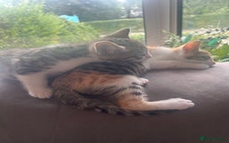 Bengal cats for sale: Bengal Calico kittens  - Image 30