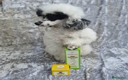 Toy Poodle dogs for stud: Parti Toy Poodle KCregistered PRA PRCD NEG proven - Image 22