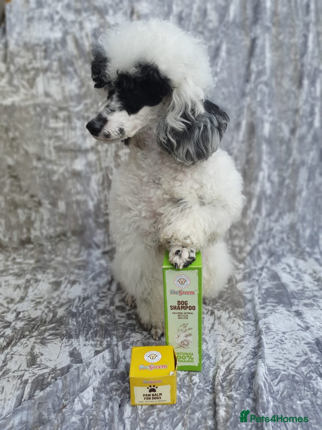 Toy Poodle dogs for stud: Parti Toy Poodle KCregistered PRA PRCD NEG proven - Image 22