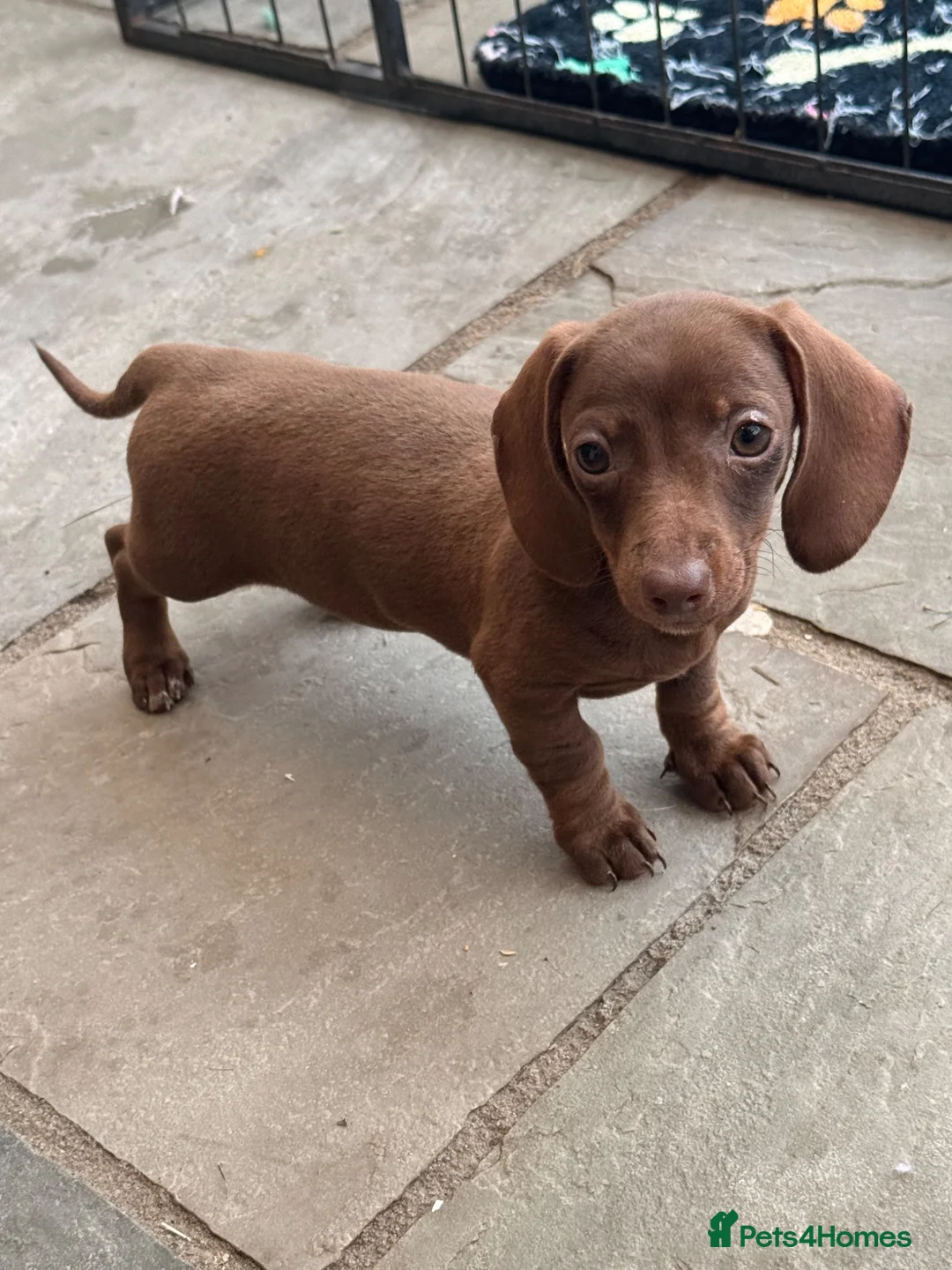 Dachshund dogs for sale: Solid chocolate bitch  - Advert 6