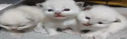 Ragdoll cats for sale: Pure blue point ragdoll kittens for sale - Advert 6