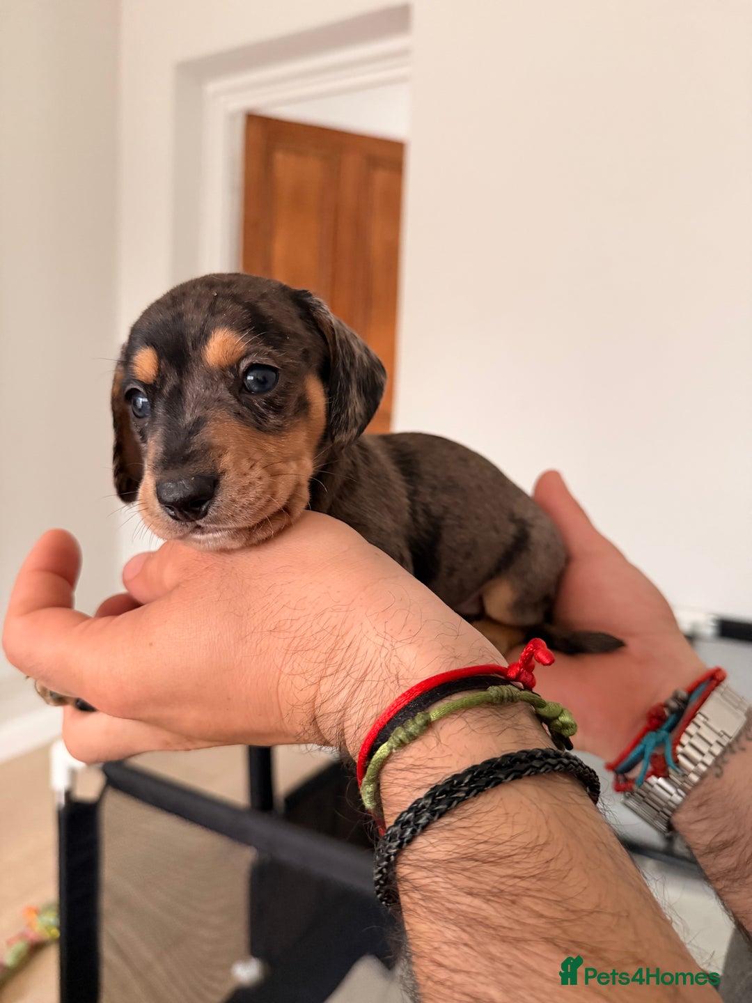 Mixed Breed dogs for sale: Miniature Dachshund × Dachshund Cockapoo Puppies - Advert 6
