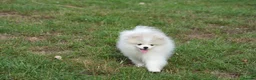 Pomeranian dogs for sale: Sweet little pups  - Advert 14