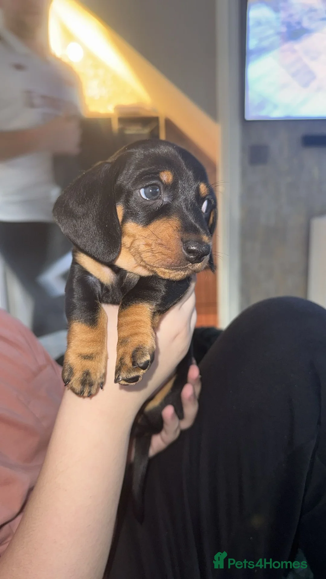 Miniature Dachshund dogs for sale: 💜🎀 FINAL GIRL REDUCED!!! 🎀💜 - Advert 13