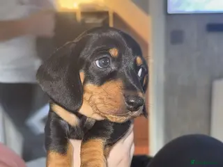 Miniature Dachshund dogs 💜💛🩵 3 gorgeous babies Left !! 🩵💛💜 - Advert 11