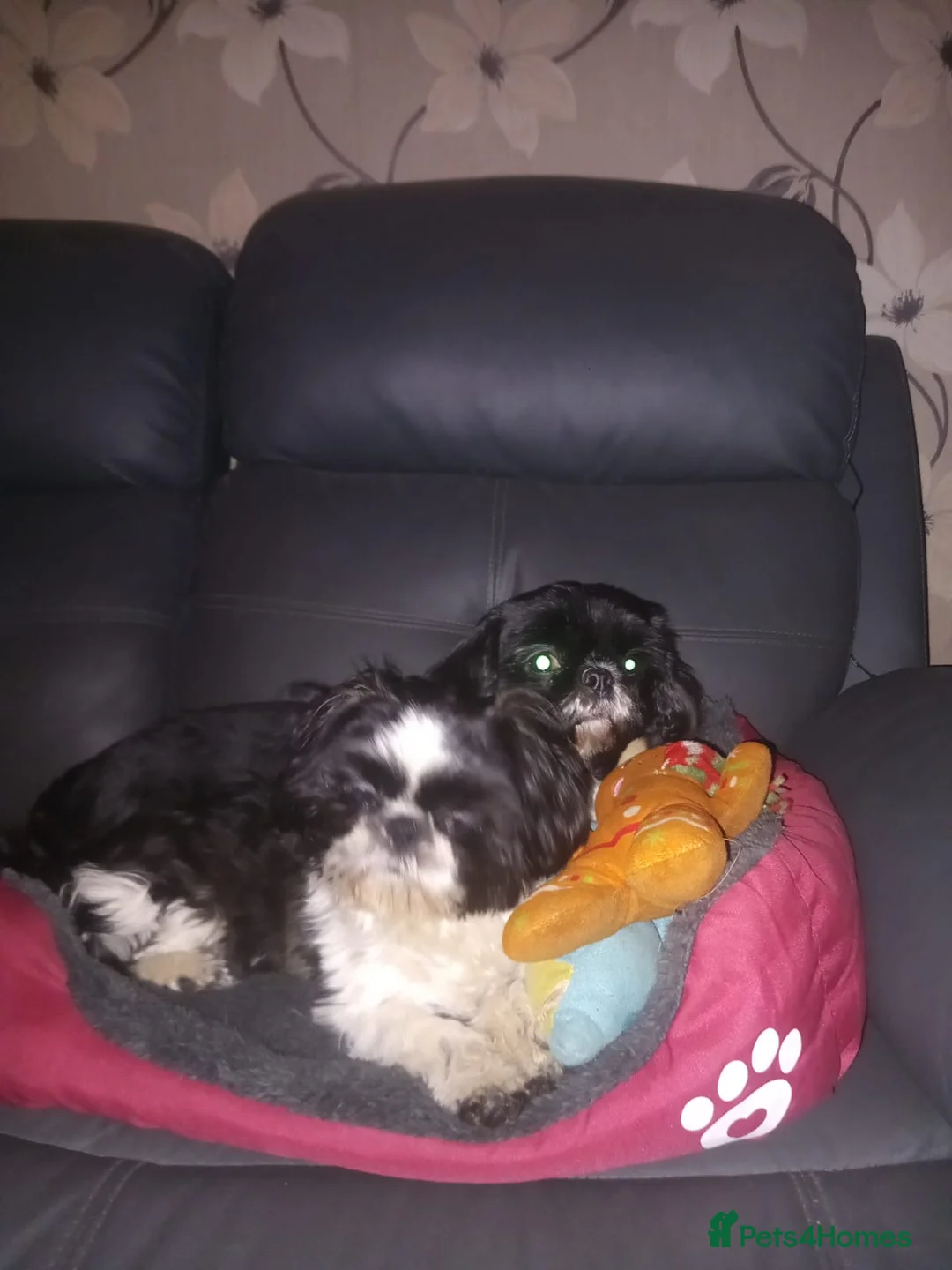 Shih Tzu dogs for sale: Adorable female Shih Tzu  - Advert 2