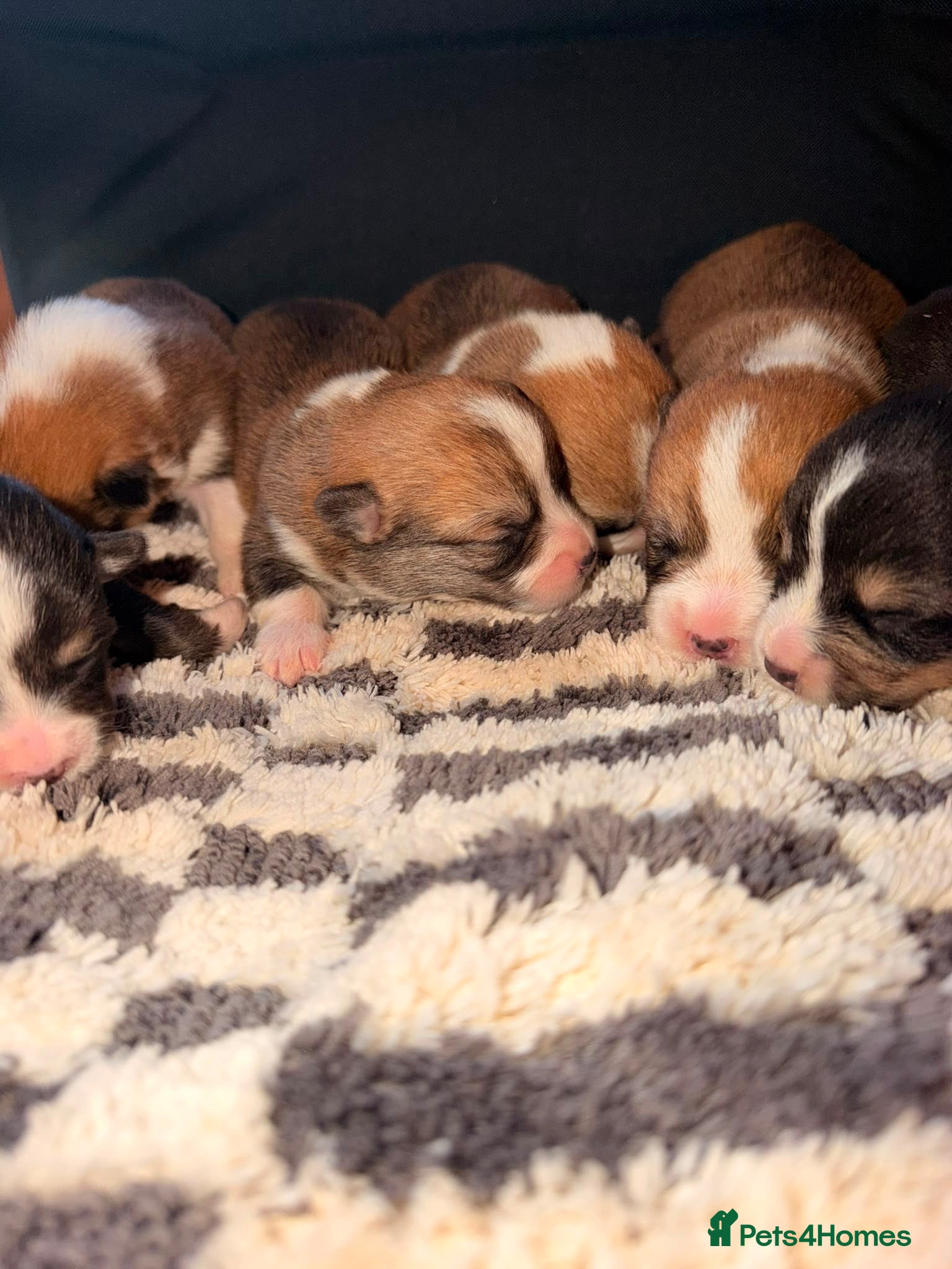 Welsh Corgi Pembroke dogs Kc pembroke corgi puppies - Advert 6