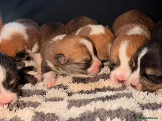 Welsh Corgi Pembroke dogs Kc pembroke corgi puppies - Advert 6