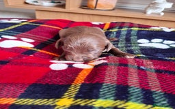 Sprocker dogs for sale: Sprocker puppies - Image 8