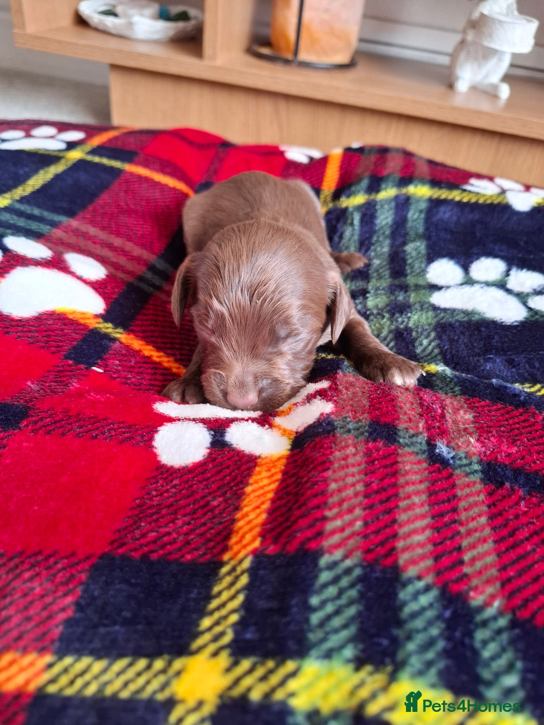 Sprocker dogs for sale: Sprocker puppies - Image 8