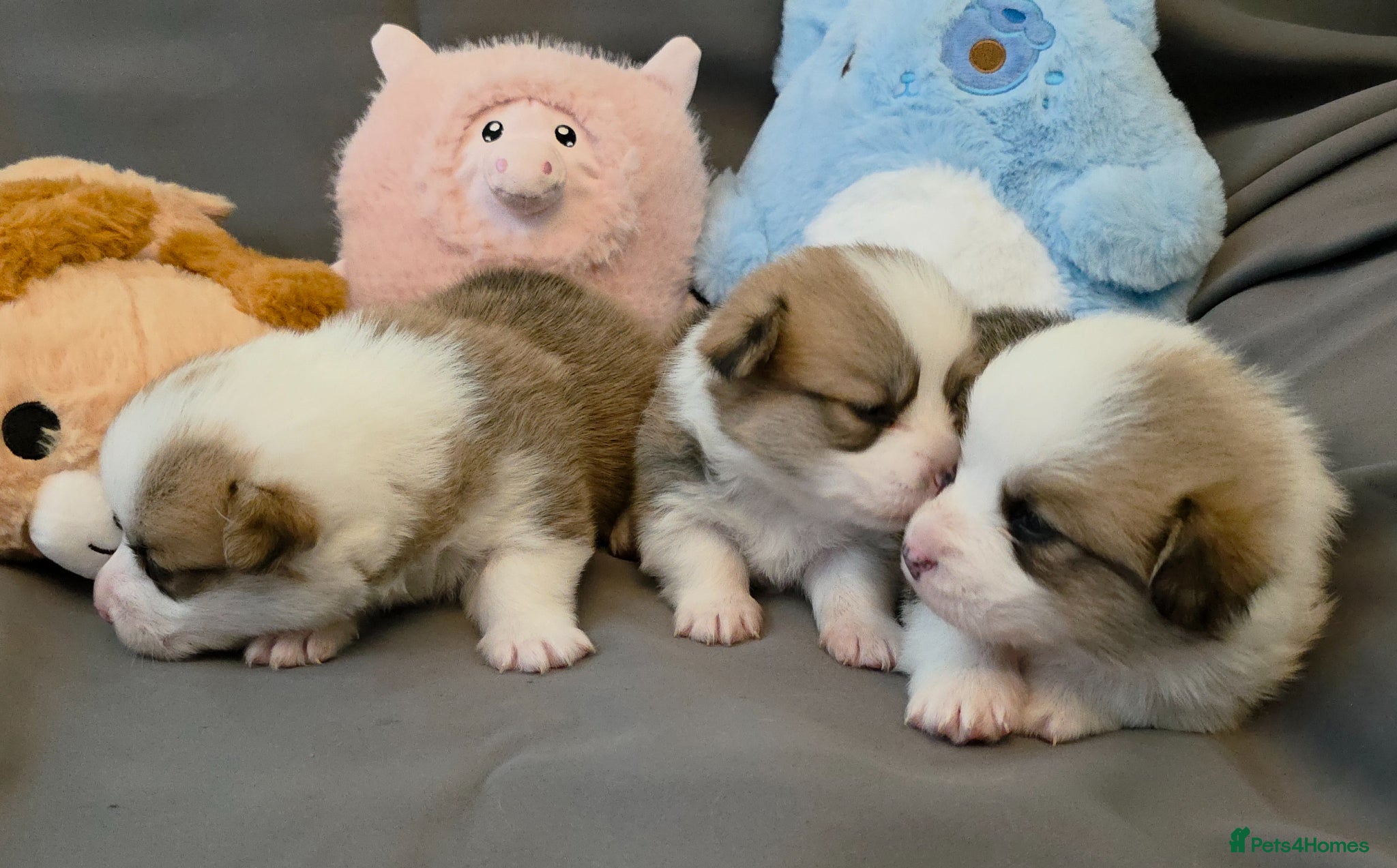 Welsh Corgi Pembroke dogs Corgi Puppies for Loving Homes – 1 Male, 2 Females - Advert 12