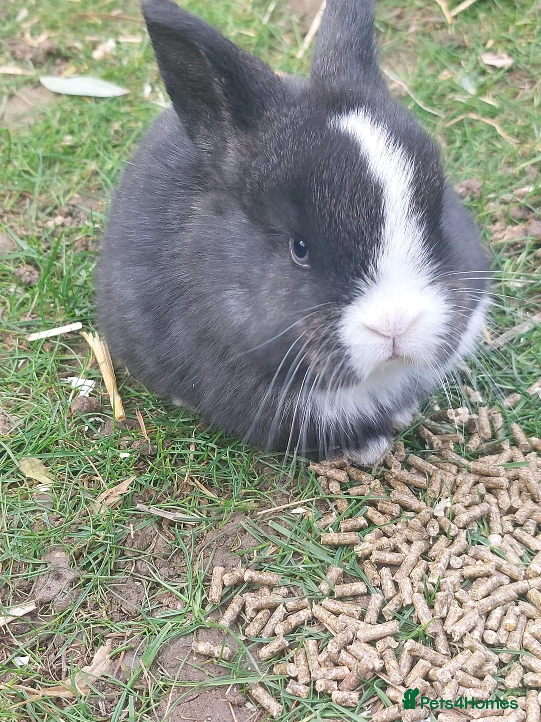 Mixed Breed rabbits for sale: lop ear rabbits for sale - Advert 2