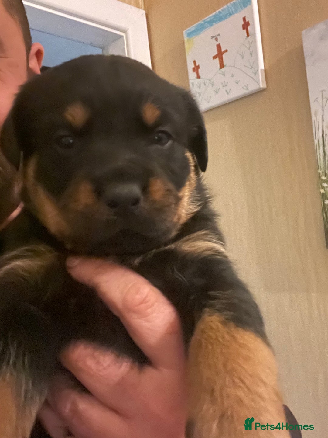 Rottweiler dogs for sale: Rottweiler x Rottweiler Akita  - Advert 16