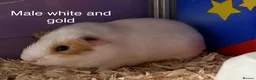 Guinea Pig rodents for sale: Baby guinea pigs, male and female available  - Advert 6
