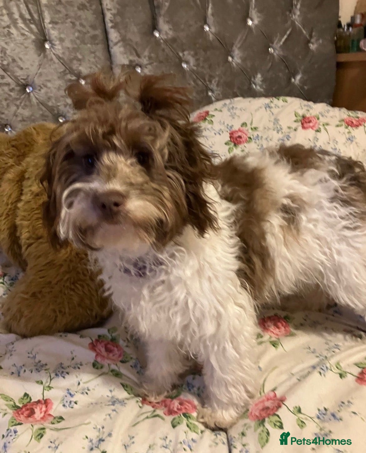 Mixed Breed dogs Gorgeous Girls Cavajackpoos - Advert 2