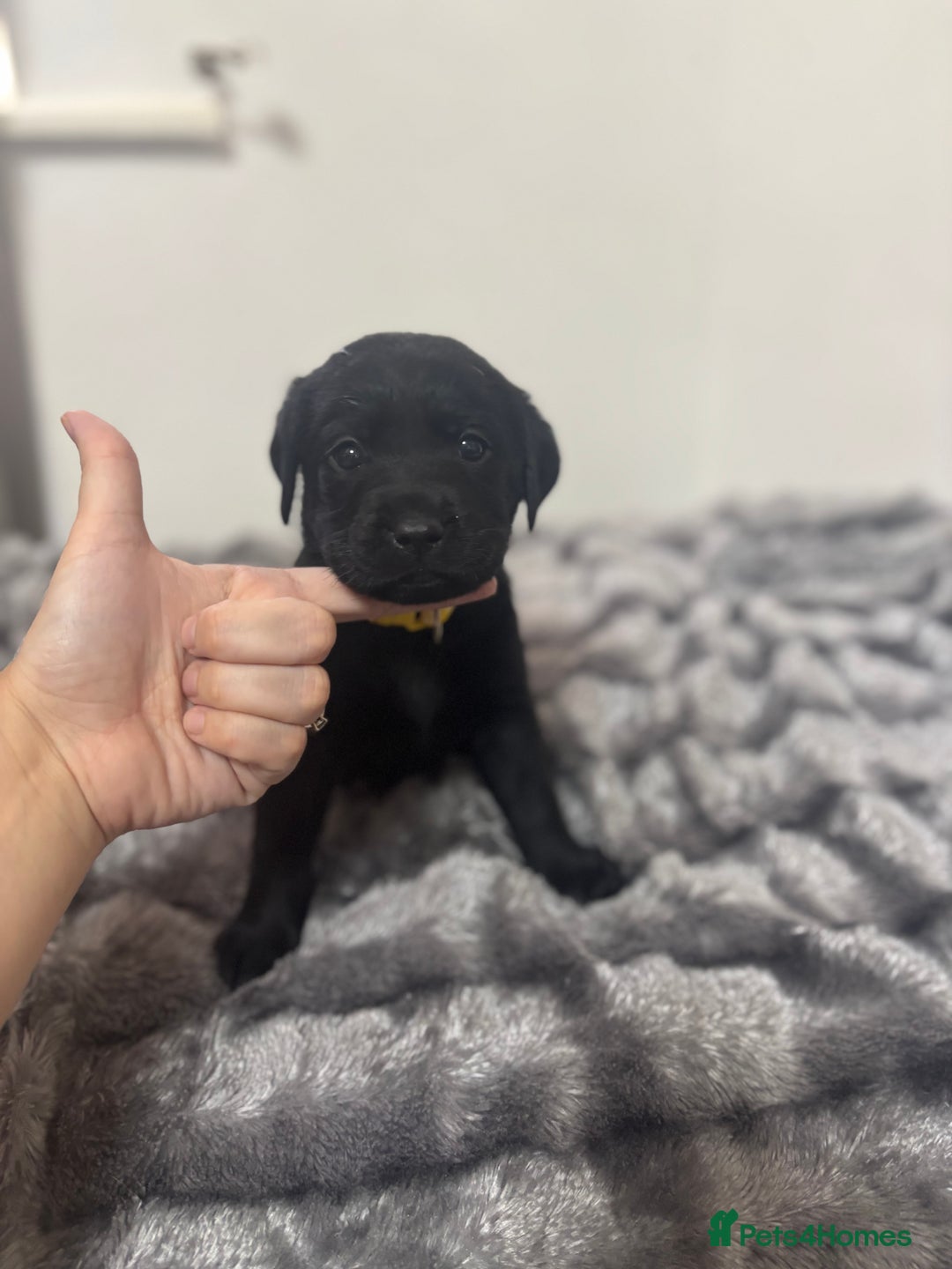 Labrador Retriever dogs for sale: Beautiful Black Labrador  - Image 5