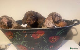 Dachshund dogs for sale: Beautiful litter of 7 dachshund puppies - Image 5