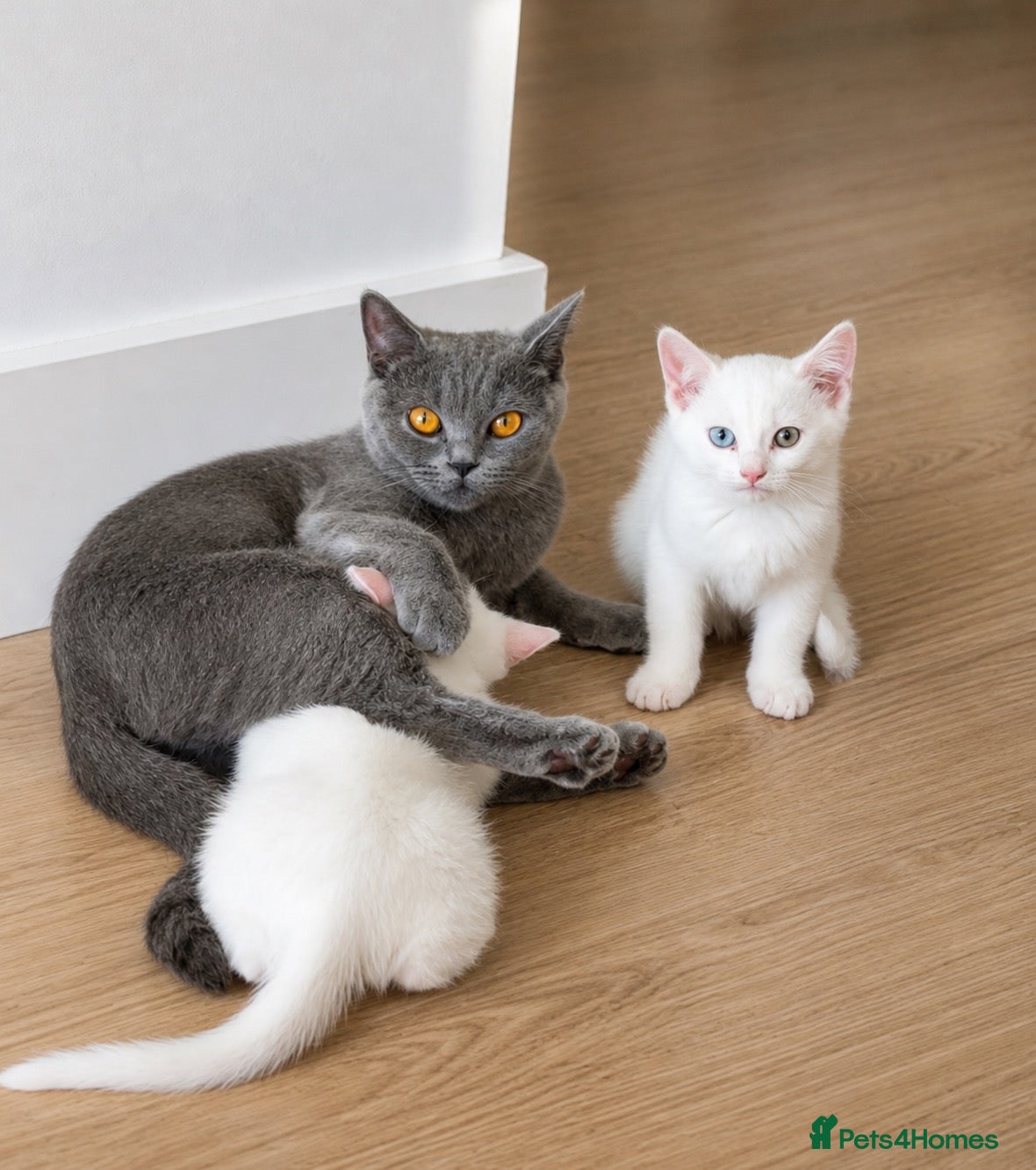 British Shorthair cats for sale: White Furry British Short Hair X Ragdoll Kittens - Advert 2