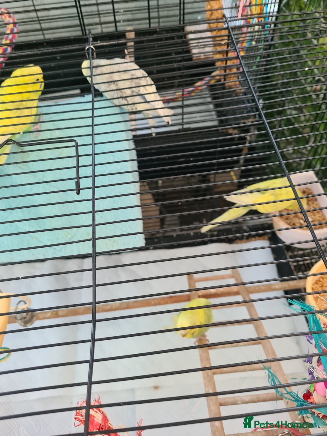 Budgerigars birds for sale: 4 X YOUNG BUDGIES COMPLETE WITH CAGE  - Advert 9