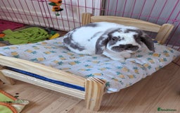 Mini Lop rabbits for sale: Mini Lop Sisters - Image 2