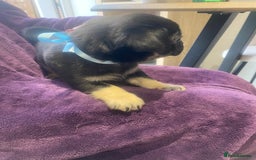 Pug dogs for sale: Merle pugs  - Advert 11