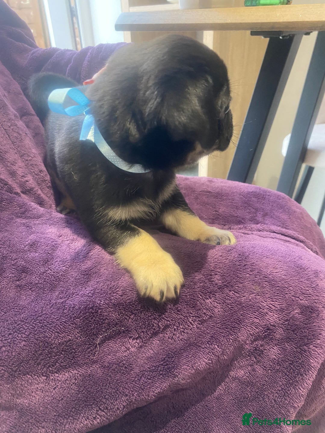 Pug dogs for sale: Merle pugs  - Advert 11