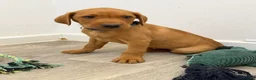 Labrador Retriever dogs for sale: Labrador puppies from a loving family home. - Advert 33