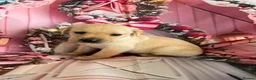 Labrador Retriever dogs for sale: Labrador puppies deposit secures in Castleford - Advert 22