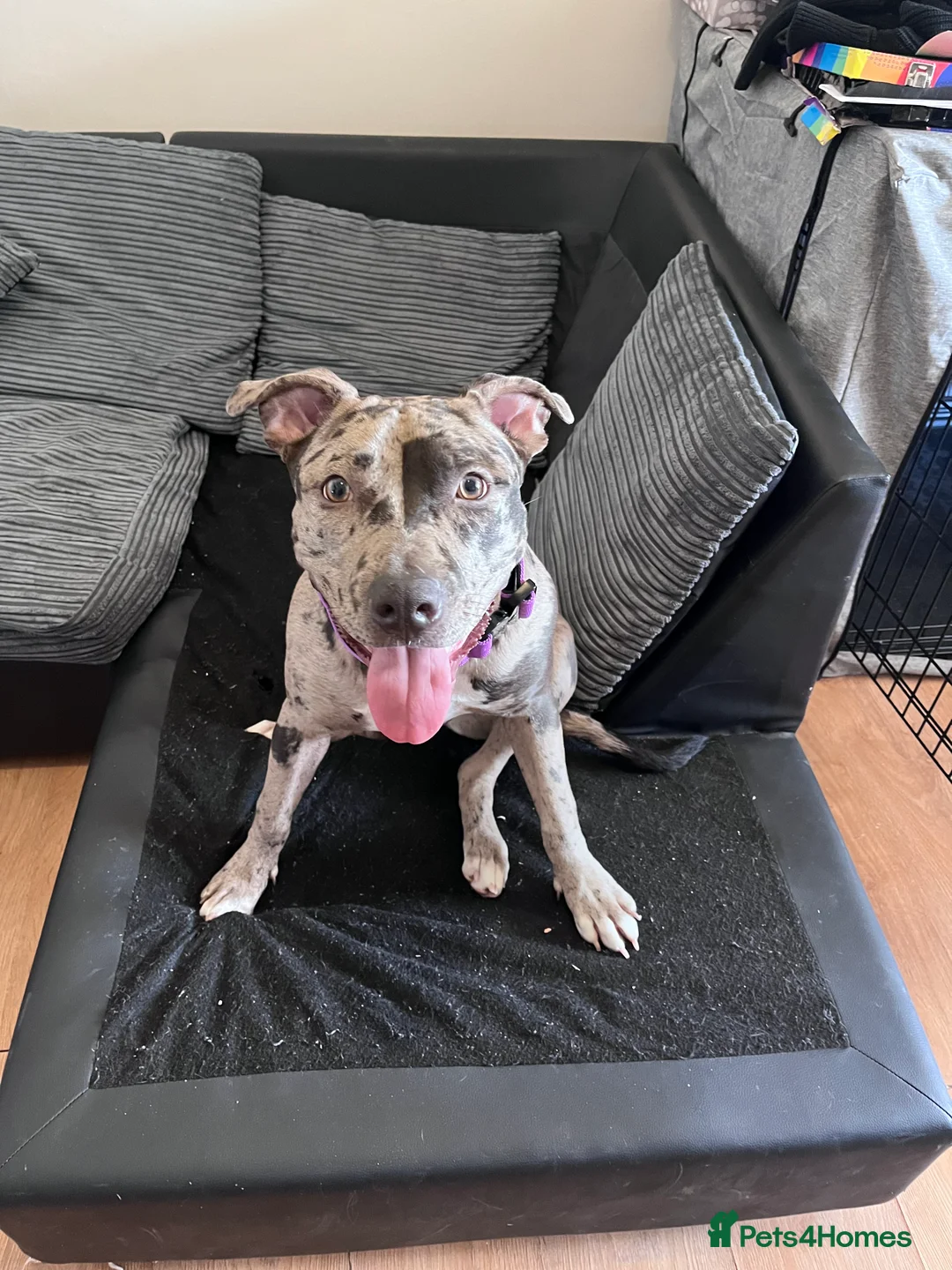 Mixed Breed dogs for sale: Karma new home - Advert 7