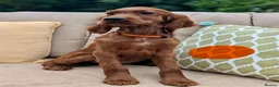 Irish Setter dogs for sale: Kennel Club Irish Setter Puppies  - Advert 10