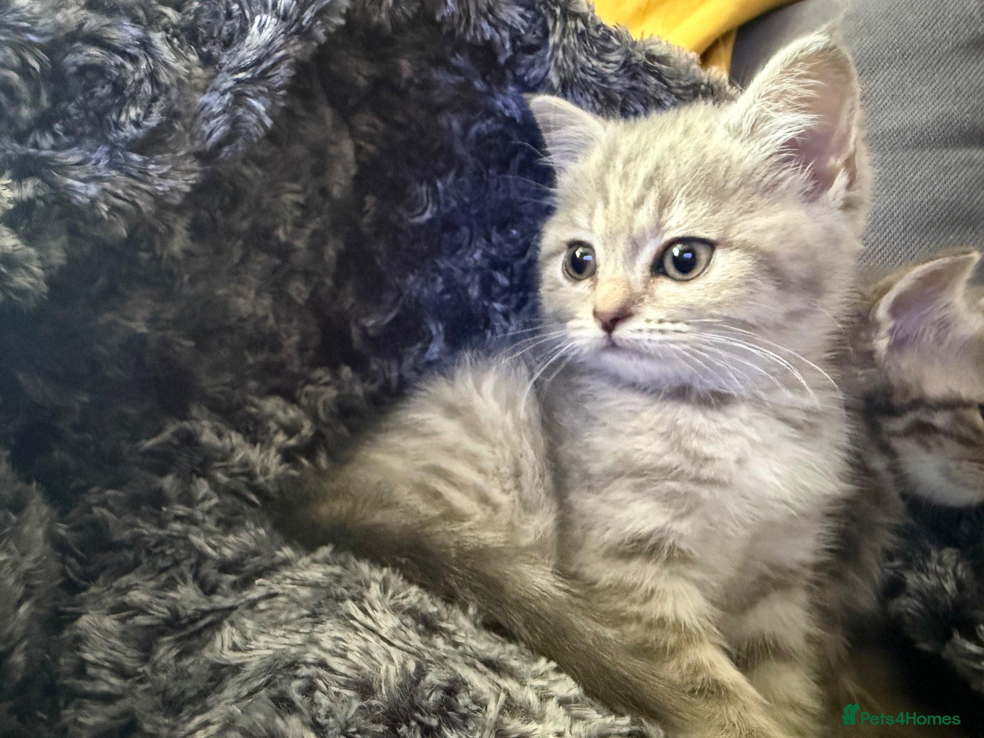 Scottish Fold cats Scotish fold cross Scottish straight adorable🥰 😻 - Advert 2
