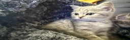 Scottish Fold cats for sale: Scotish fold cross Scottish straight adorable🥰 😻 - Advert 10