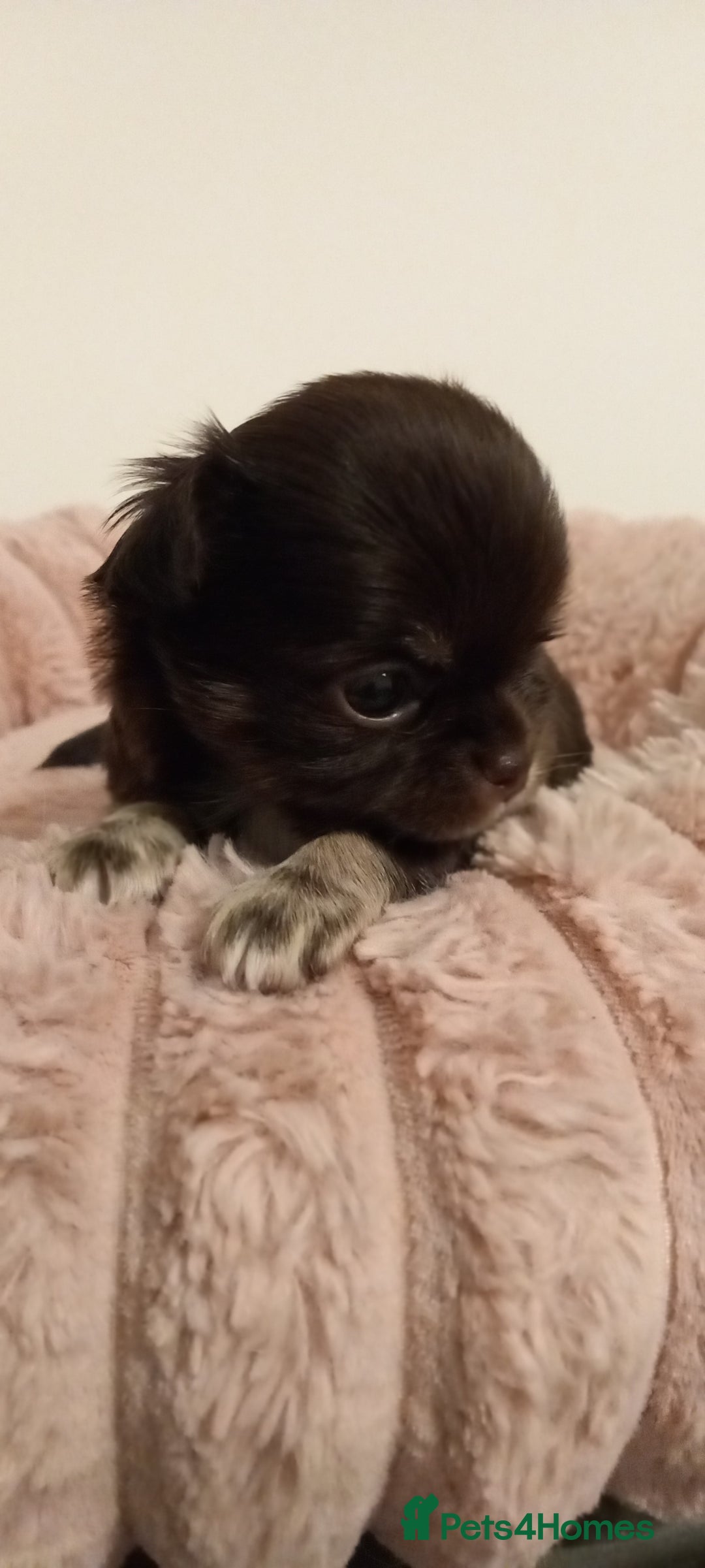 Chihuahua dogs for sale: ❤️‍🔥DNA tested parents❤️‍🔥LC 1Boys KC REG  - Advert 24