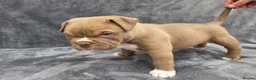 American Bully dogs for sale: Pocketbully puppy  - Advert 27