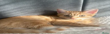 LJ